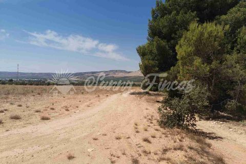 Terra a Biar, Alicante, Biar - € 125.000 | Ref: SF0426 - foto 6
